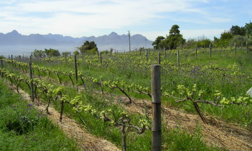 Stellenbosch